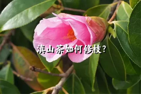 滇山茶如何修枝？