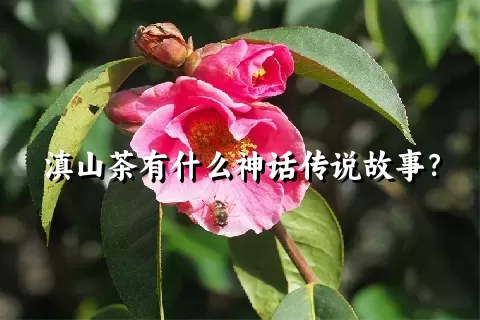 滇山茶有什么神话传说故事？