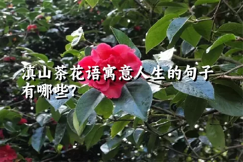 滇山茶花语寓意人生的句子有哪些？