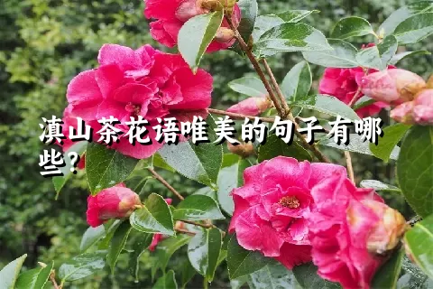 滇山茶花语唯美的句子有哪些？