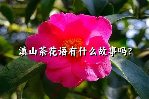 滇山茶花语有什么故事吗？