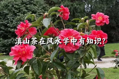 滇山茶在风水学中有知识？