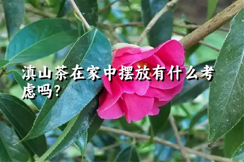 滇山茶在家中摆放有什么考虑吗？