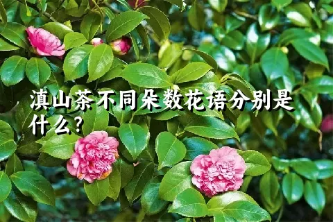 滇山茶不同朵数花语分别是什么？