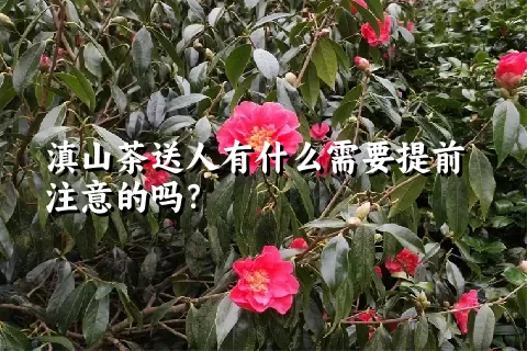 滇山茶送人有什么需要提前注意的吗？