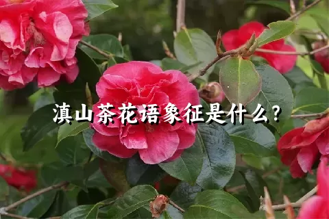 滇山茶花语象征是什么？