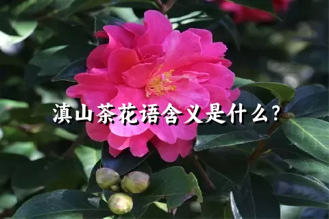 滇山茶花语含义是什么？