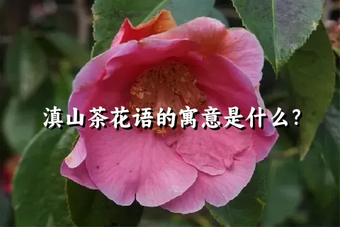 滇山茶花语的寓意是什么？