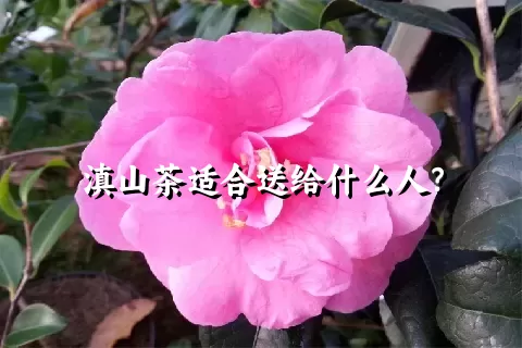 滇山茶适合送给什么人？