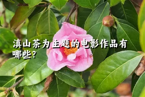 滇山茶为主题的电影作品有哪些？