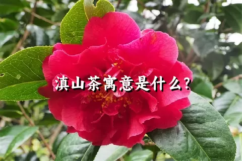 滇山茶寓意是什么？