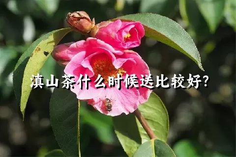 滇山茶什么时候送比较好？