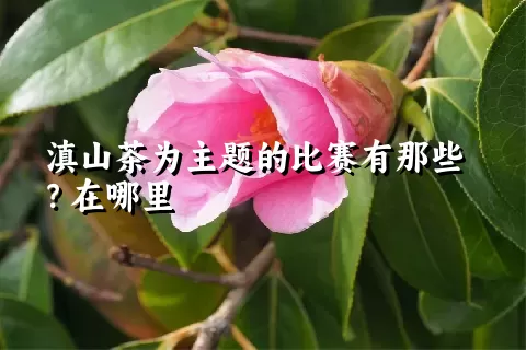 滇山茶为主题的比赛有那些？在哪里