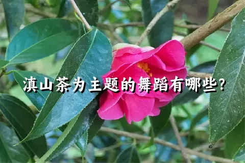 滇山茶为主题的舞蹈有哪些？