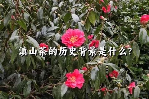 滇山茶的历史背景是什么？