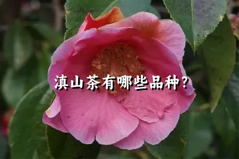 滇山茶有哪些品种？