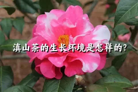 滇山茶的生长环境是怎样的？