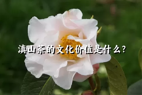 滇山茶的文化价值是什么？