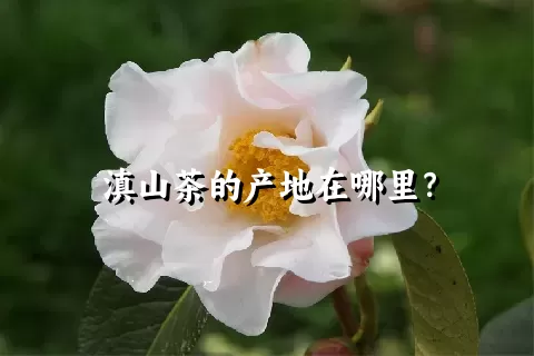 滇山茶的产地在哪里？