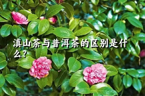 滇山茶与普洱茶的区别是什么？