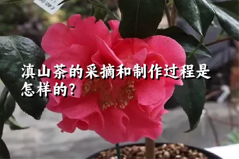 滇山茶的采摘和制作过程是怎样的？