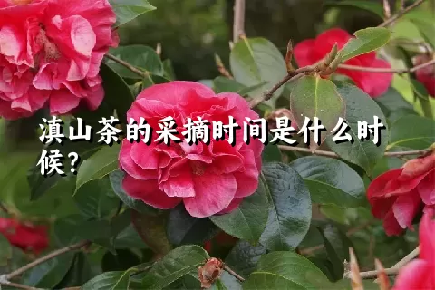 滇山茶的采摘时间是什么时候？