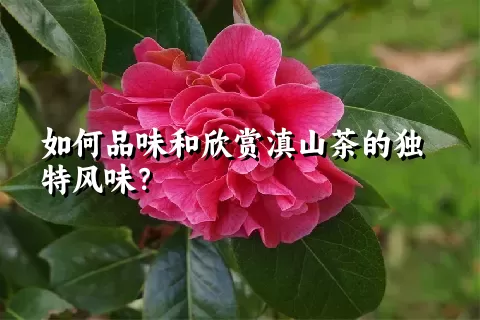 如何品味和欣赏滇山茶的独特风味？