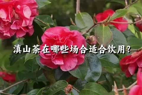 滇山茶在哪些场合适合饮用？