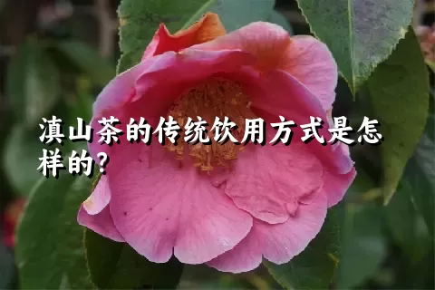 滇山茶的传统饮用方式是怎样的？