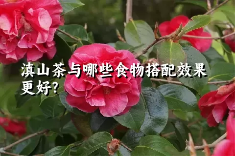 滇山茶与哪些食物搭配效果更好？