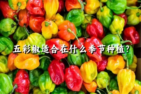 五彩椒适合在什么季节种植？