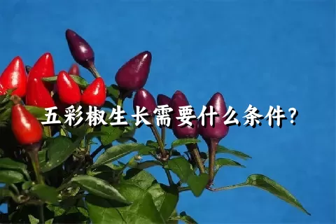 五彩椒生长需要什么条件？