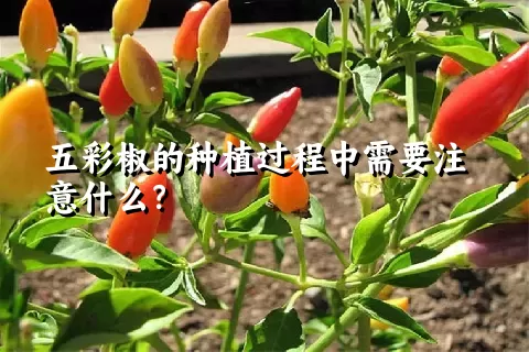 五彩椒的种植过程中需要注意什么？