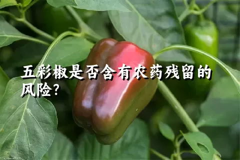 五彩椒是否含有农药残留的风险？