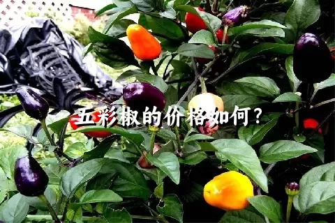 五彩椒的价格如何？