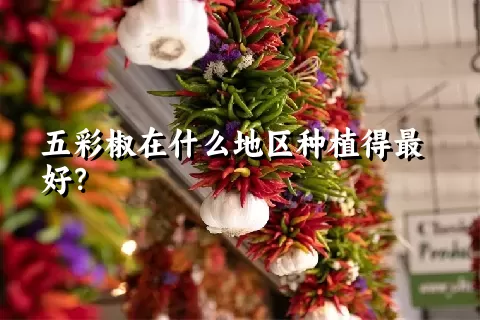 五彩椒在什么地区种植得最好？