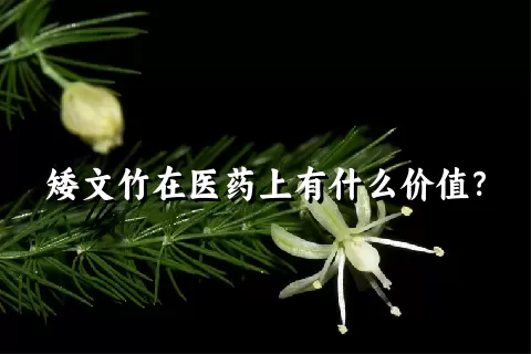 矮文竹在医药上有什么价值？