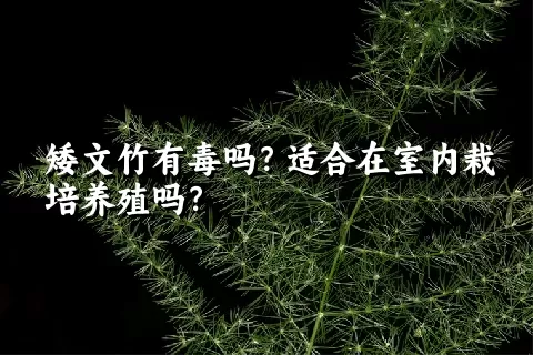 矮文竹有毒吗？适合在室内栽培养殖吗？