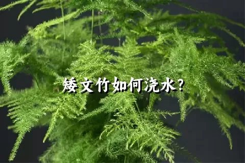 矮文竹如何浇水？