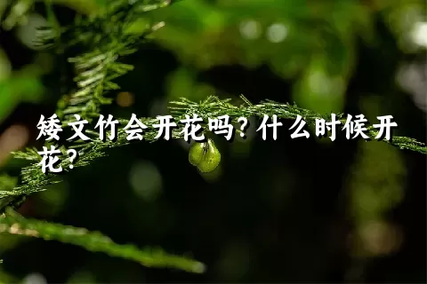 矮文竹会开花吗？什么时候开花？