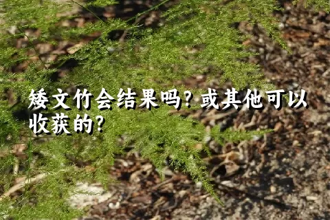 矮文竹会结果吗？或其他可以收获的？