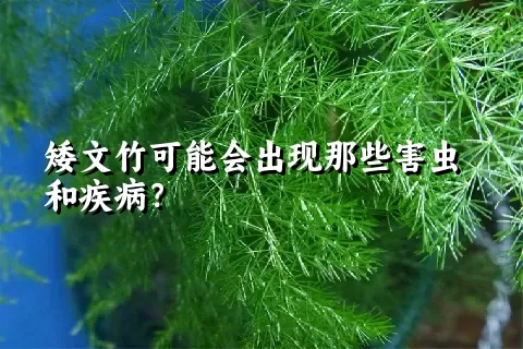 矮文竹可能会出现那些害虫和疾病？