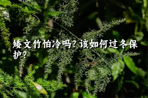 矮文竹怕冷吗？该如何过冬保护？