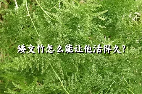 矮文竹怎么能让他活得久？