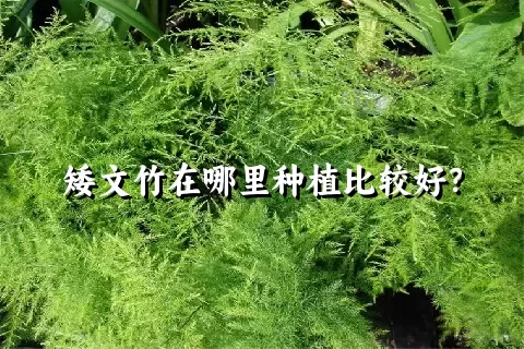 矮文竹在哪里种植比较好？