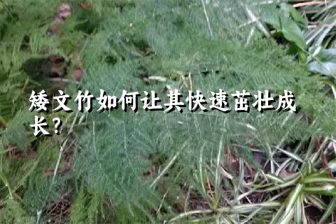 矮文竹如何让其快速茁壮成长？