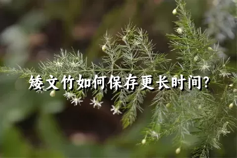 矮文竹如何保存更长时间？