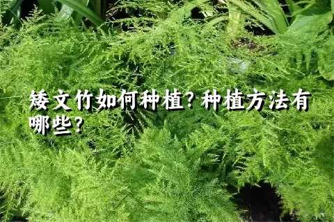 矮文竹如何种植？种植方法有哪些？