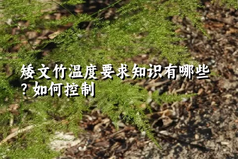 矮文竹温度要求知识有哪些？如何控制