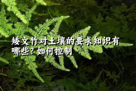 矮文竹对土壤的要求知识有哪些？如何控制